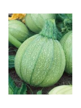 ENVA COURGETTE REDONDA VERDE DE NIZZA (011800) - 089446