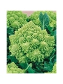 ENVA COUVE BROCOLO ROMANESCO (011743) - 089449