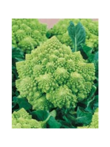 ENVA COUVE BROCOLO ROMANESCO (011743) - 089449