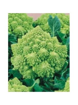 ENVA COUVE BROCOLO ROMANESCO (011743) - 089449