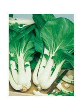 ENVA COUVE CHINA PAK CHOI (011801) - 089453