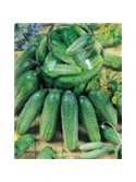 ENVA PEPINO CORNICHON DE CONSERVA SMR 58 (011809) - 089523