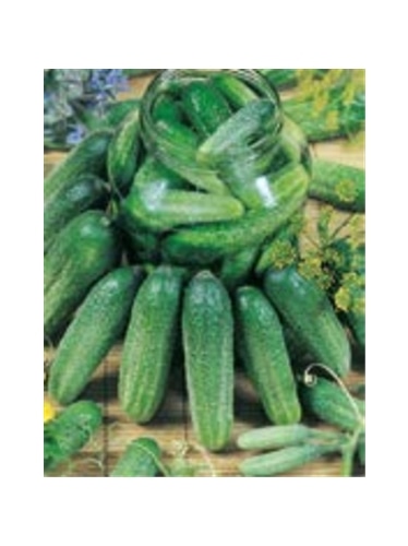 ENVA PEPINO CORNICHON DE CONSERVA SMR 58 (011809) - 089523