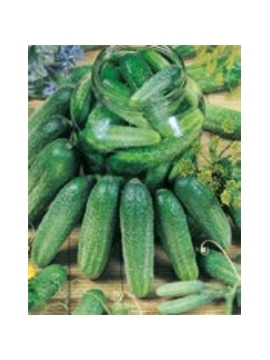 ENVA PEPINO CORNICHON DE CONSERVA SMR 58 (011809) - 089523