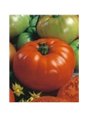 ENVA TOMATE ACE 55 VF (011730) - 089559