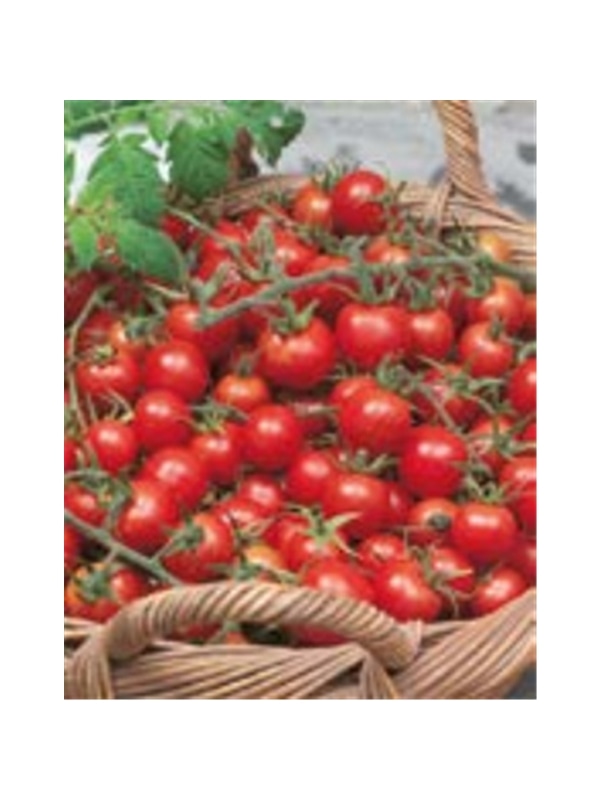 ENVA TOMATE CEREJA (011821) - 089560