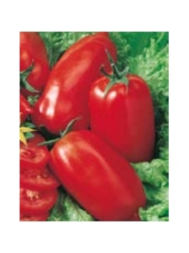 ENVA TOMATE CHICO III (011822) - 089561