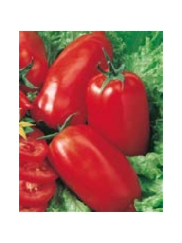 ENVA TOMATE CHICO III (011822) - 089561