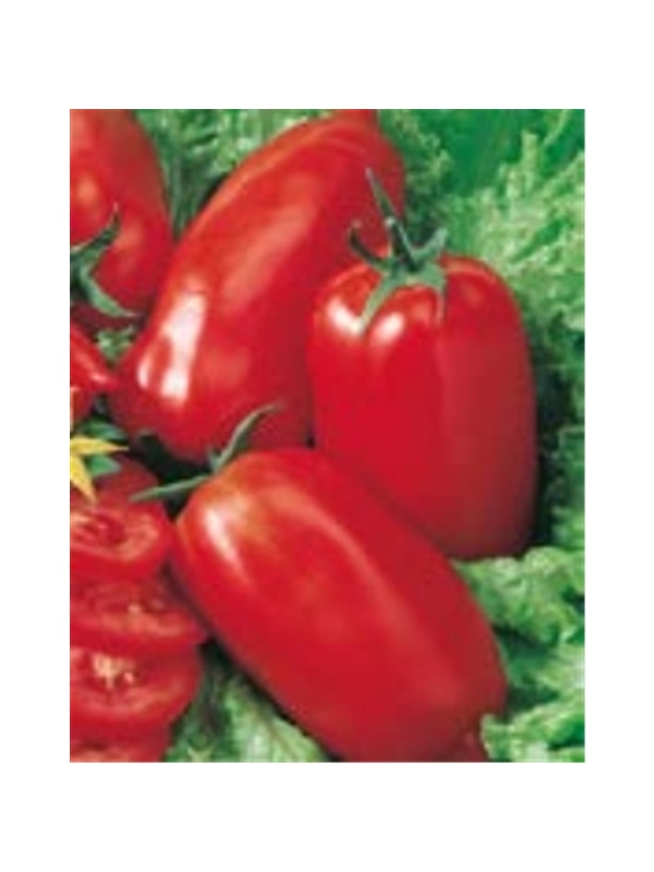 ENVA TOMATE CHICO III (011822) - 089561