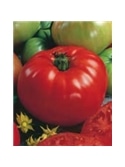 ENVA TOMATE MARGLOBE (011371) - 089565