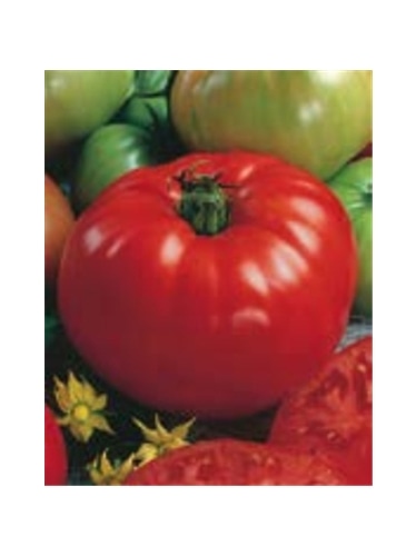 ENVA TOMATE MARGLOBE (011371) - 089565