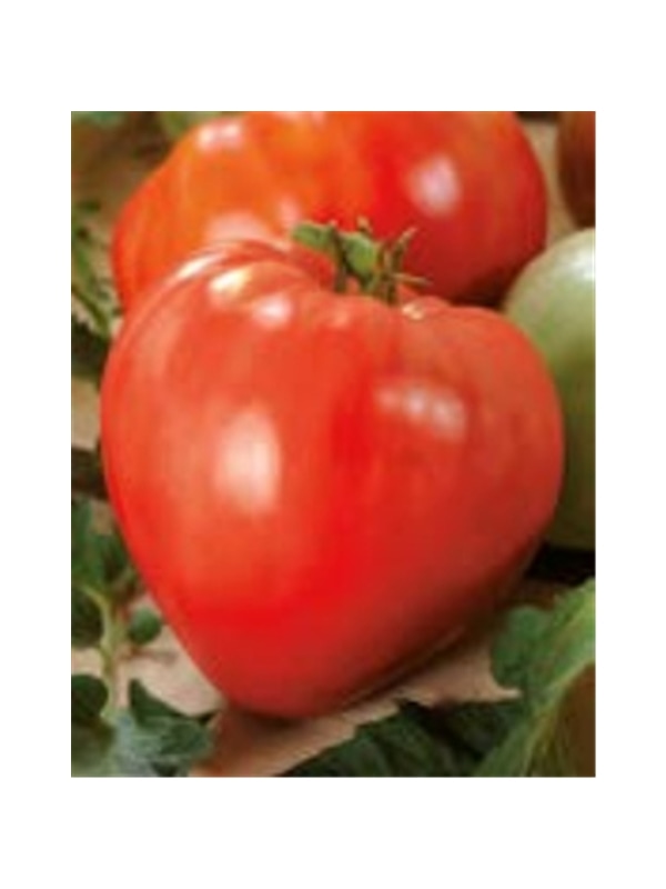 ENVA TOMATE MARMANDE (011286) - 089566