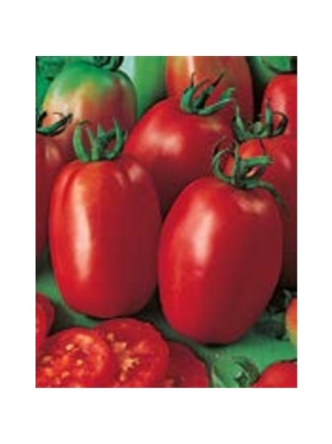 ENVA TOMATE ROMA VF (011825) - 089569