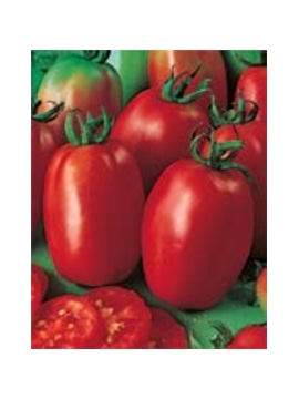 ENVA TOMATE ROMA VF (011825) - 089569