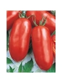 ENVA TOMATE SAN MARZANO (011826) - 089570