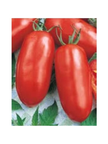 ENVA TOMATE SAN MARZANO (011826) - 089570