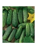 CCS PEPINO CORNICHON VERDE DE PARIS (013143) - 089262