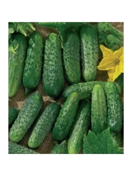 CCS PEPINO CORNICHON VERDE DE PARIS (013143) - 089262