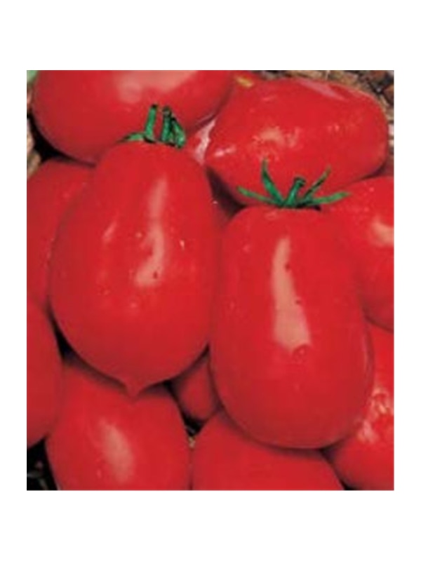 CCS TOMATE CHICO III (013199) - 089310