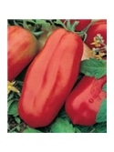 CCS TOMATE SAN MARZANO (013201) - 089311