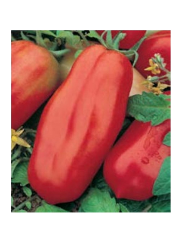 CCS TOMATE SAN MARZANO (013201) - 089311