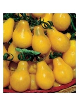 CCS TOMATE YELLOW PEARSHAPED (013203) - 089312