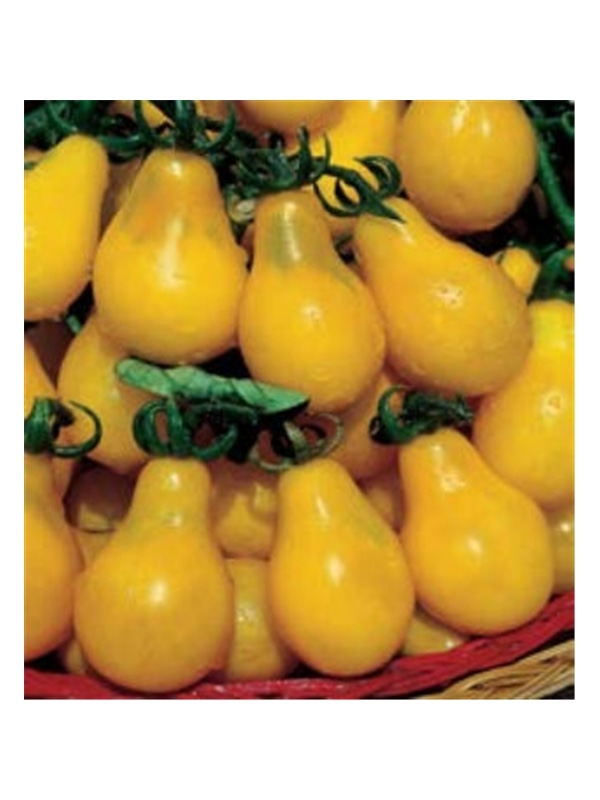 CCS TOMATE YELLOW PEARSHAPED (013203) - 089312