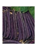 CCS FEIJAO ANAO PURPLE QUEEN (013374) - 089323