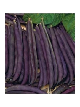 CCS FEIJAO ANAO PURPLE QUEEN (013374) - 089323