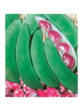 CCS FEIJAO TREPAR FEIJOCA DEL PAPA (013359) - 089331