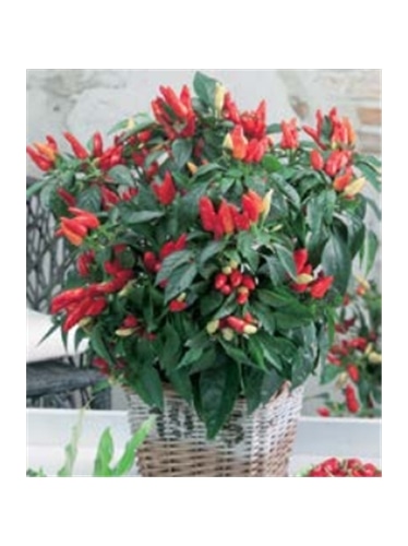 CCS PIMENTO ORNAMENTAL (013335) - 089370