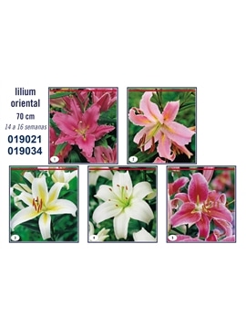 OKRAM LILIUM ORIENTAL 16/18 - 019021