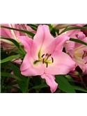 OKRAM LILIUM ORIENTAL 16/18 #3 - 019021