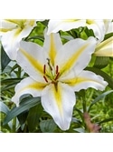 OKRAM LILIUM ORIENTAL 16/18 #4 - 019021