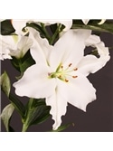 OKRAM LILIUM ORIENTAL 16/18 #5 - 019021