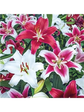 OKRAM LILIUM ORIENTAL 18/20 - 019037