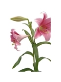 OKRAM LILIUM COPO DE LEITE 16/18 #2 - 019038