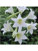 OKRAM LILIUM COPO DE LEITE 16/18 #3 - 019038