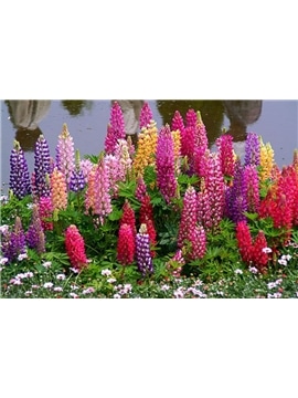 OKRAM LUPINUS - 019039