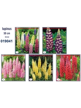 OKRAM LUPINUS - 019039