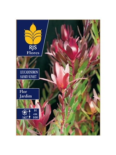 LEUCADENDRON SAFARY SUNSET - 001210