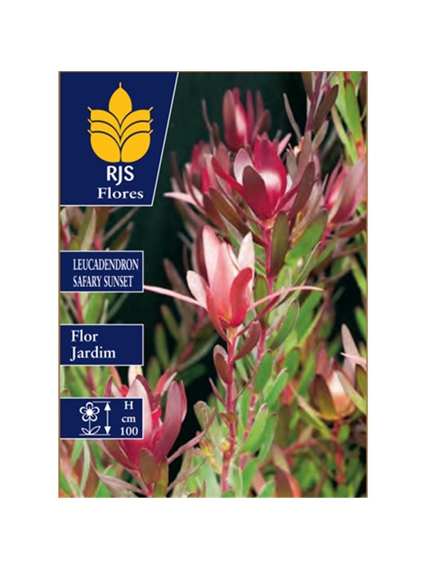 LEUCADENDRON SAFARY SUNSET - 001210