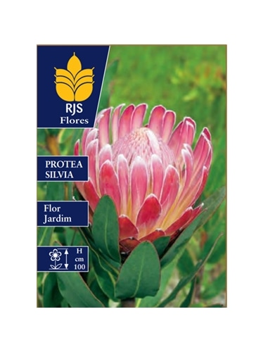 PROTEA SILVIA - 00100486