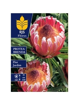 PROTEA BRENDA - 00100487