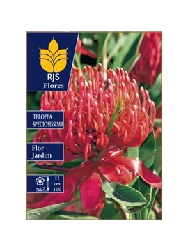 PROTEA SPECIOSISSIMA - 00100489