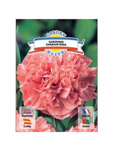 CRAVO ROSA (1631) - 00100298