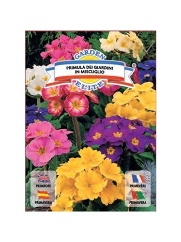 PRIMULA (1626) - 00100333