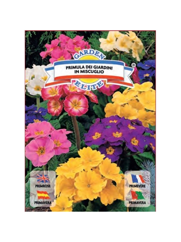 PRIMULA (1626) - 00100333