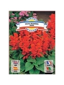 SALVIA RASTEIRA (1658) - 00100346