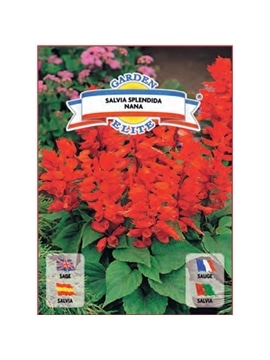 SALVIA RASTEIRA (1658) - 00100346